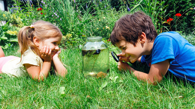 Ideas of fun activities for children in the summer during school holidays. Children use a magnifying glass to examine aquatic creatures caught in the lake in a makeshift aquarium in a glass jar.