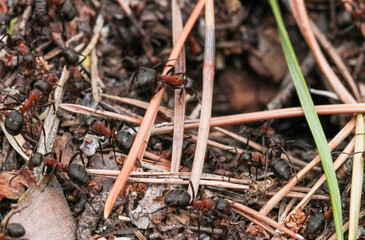 Ants in the nest