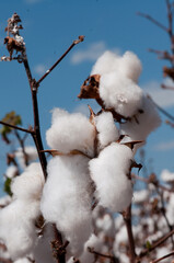Pluma de algodão no pé prontas para colheita. 
