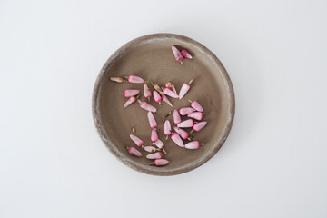 Melocactus seed in seedpods on a tray, cactu seeds