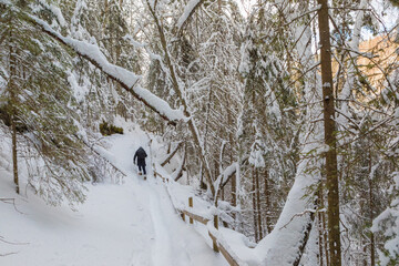 winter in the forest