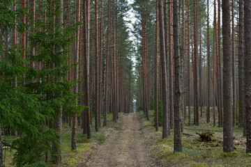 Forest road in a hilly area, passing between tall mast pines on forest ground covered with greenish...