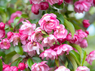 Fototapeta na wymiar Lovely double pink crab apple tree blossom