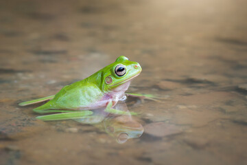 frog in the water