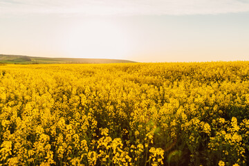 Blooming rapeseed field with sunset light. Yellow flowers background