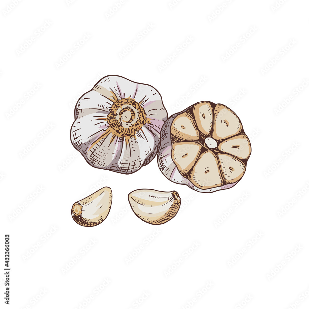 Wall mural Hand drawn garlic. Vector illustration isolated on white background.