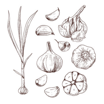 Hand drawn garlic. Set sketches with cut garlic, plant and clove of garlic. Vector illustration isolated on white background.