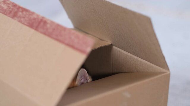 4k Ginger little kitten playing at home. Curious playful funny striped red cat hidden inside box, climbed high on top of the cardboard box, getting in and out