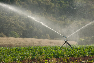Irrigação com aspersores em lavoura familiar em área rural no Paraná. 