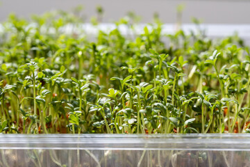 Micro green close up. Germination of cress seeds. Sprouted watercress salad microgreens. Home garden. Vegan food.