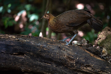 Red Jungle Fowl