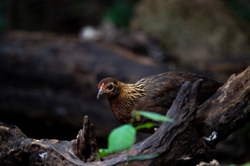 Red Jungle Fowl