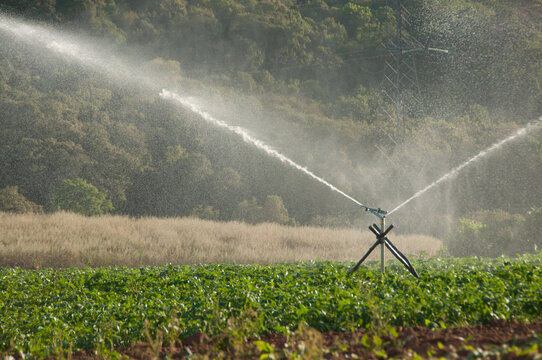 Irriga&ccedil;&atilde;o com aspersores em lavoura familiar em &aacute;rea rural no Paran&aacute;. 