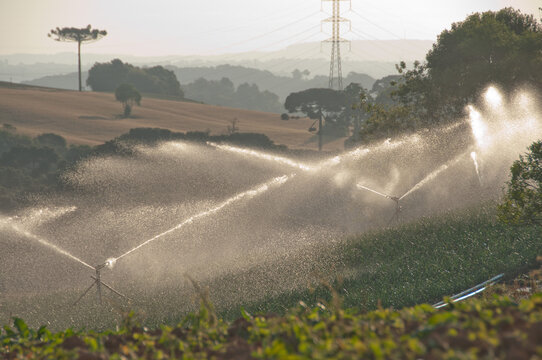 Irriga&ccedil;&atilde;o com aspersores em lavoura familiar em &aacute;rea rural no Paran&aacute;. 