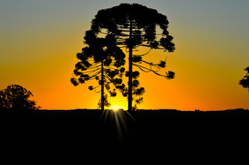 silhouette of a tree at sunset