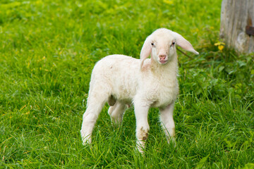 Junges Schaf