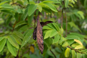 the dried leaves hang