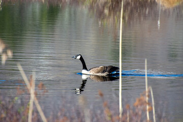 Goose on a large Canadian river in Canada, Quebec