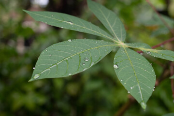 rain drops on leaves