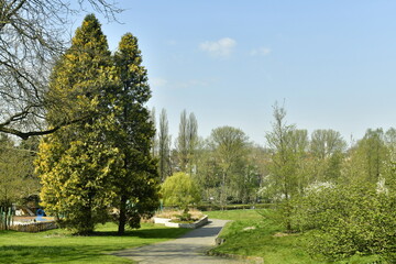 Fototapeta na wymiar Deux arbres majestueux dont un séquoia géant au jardin Jean Sobieski à Laeken