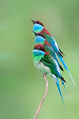 family of Blue-throated bee-eater birds (merops viridis) gethering perching on thin branch expose over blur green background