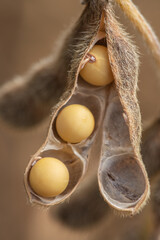 Soja pronta para a colheita. Paraná, Brasil.
Soybeans ready for harvest
