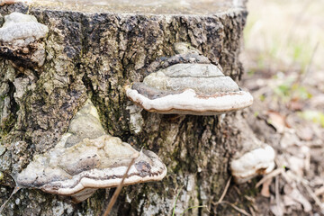 tinder fungus on a tree trunk, mushroom on a hemp 