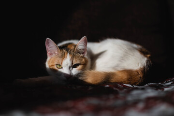 Fototapeta premium cat, kitten, animal, pet, cute, feline, kitty, domestic, fur, pets, portrait, eyes, white, animals, young, nature, eye, mammal, looking, black, cats, adorable, baby, beautiful, face