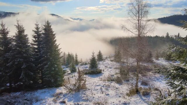 foggy morning forest in winter, beautiful natural landscape, panoramic shot