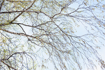 Fototapeta na wymiar birch branches against the sky, birch catkins against the sky, young leaves, spring birch 