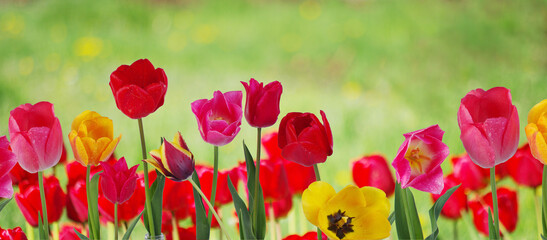 Fototapeta na wymiar Multicolored tulips on a natural blurred background.