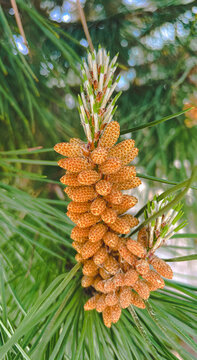 Flor de &aacute;rbol de pino en forma de cono. Belleza Natural