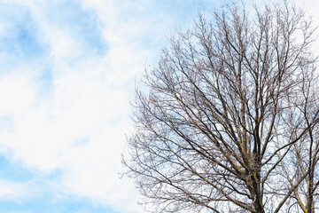 tree against the background of the sky, branches against the background of the sky 