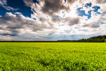Fields in the forest plains illuminated by the summer sun coming out from behind the clouds