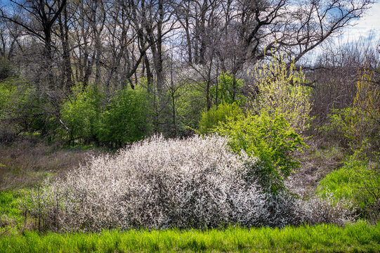 zieleniejące się krzewy i drzewa na wiosnę