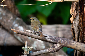 Rufous - bellied Niltava