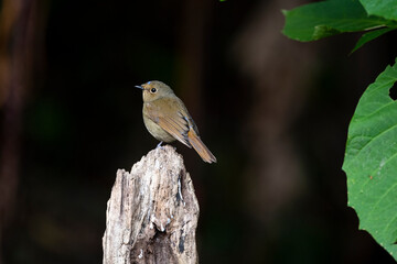 Rufous - bellied Niltava