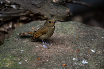 Rufous - bellied Niltava