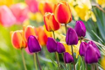 kolorowa rabata kwiatowa w ogrodzie