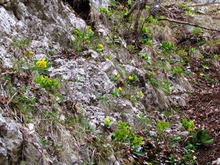 Yellow blooming auricula (Primula auricula) flowers growing in the rocks