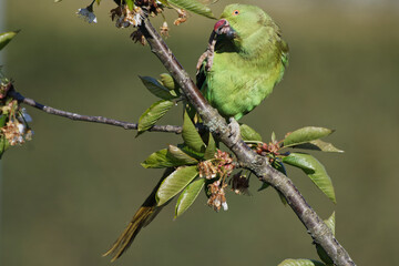 Perruche à collier