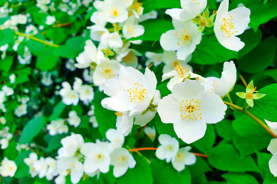 Philadelphus coronaries flowers. Bush of English dogwood or sweet mock-orange Philadelphus coronaries