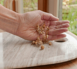 ladies hand holding wild flower seeds on a marble board