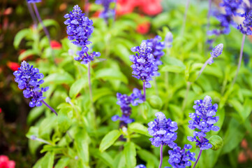 花壇に咲く紫の花