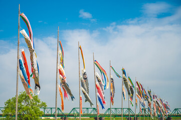 遠賀川河川敷の青空に泳ぐ鯉のぼり