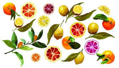 Vector set of citrus fruits whole and sliced