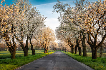 kwitnące aleje czereśniowe na G&oacute;rze św. Anny (woj. opolskie)