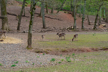 Deers in a animal Park. Deer. Stag.