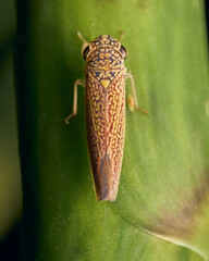 Yellow and red hemiptera on a green leaf.