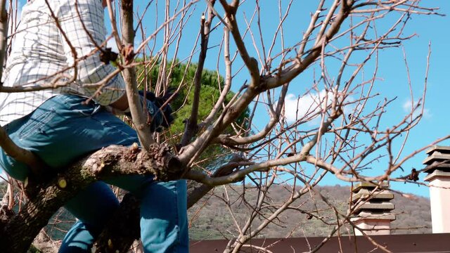 Professional farmer in working clothes and protective gloves sitting on branch on top of the tree and using working scissors for cutting dry branches. Man preparing garden for springtime, process of